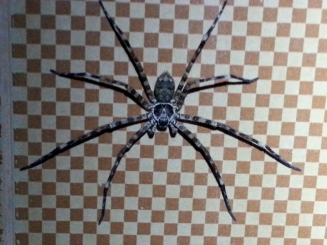 spider