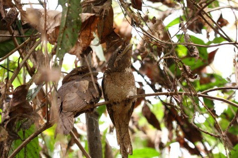 Thattekad 2nd trip 049