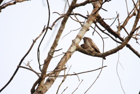 Thattekad 2nd trip 152