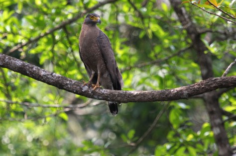 Thattekad 2nd trip 179