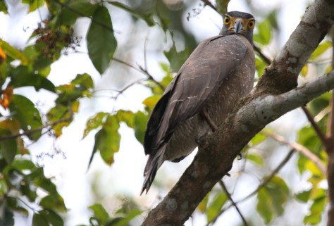 Thattekad 2nd trip 203