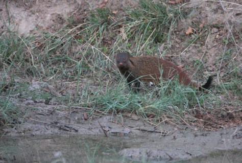 Bandipur Mar 14 092