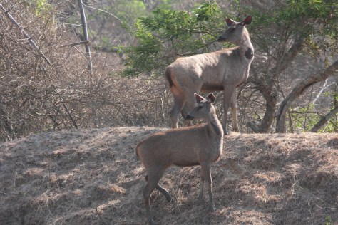 Bandipur Mar 14 262