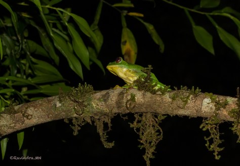 4_Malabar_gliding_frog