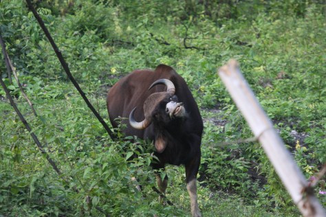 Kabini Sep 2014 1076