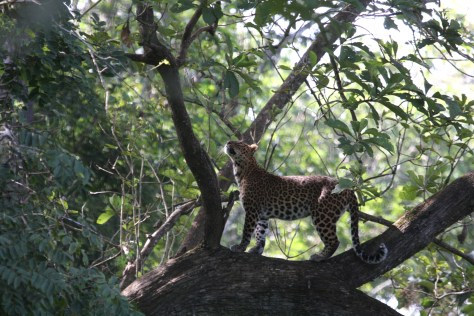 Kabini Sep 2014 669
