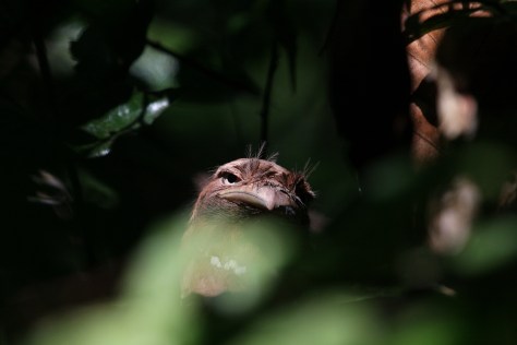 Girish Galibore Thattekad 249