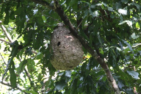 Girish Galibore Thattekad 505