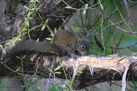 28 Kaziranga Day 1 Wildgrass 104