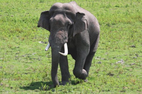 48 Kaziranga Day 2 Eastern 912