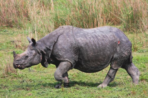 55 Kaziranga Day 1 Western 217