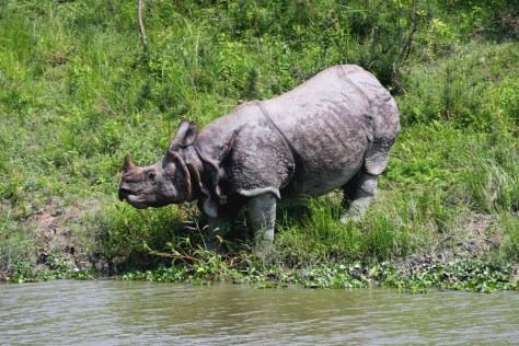 56 Kaziranga Day 2 Eastern 570