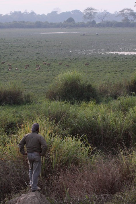 Kaziranga Dec 14 1125