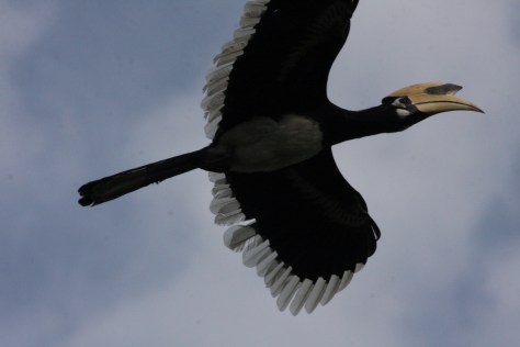 Kaziranga Dec 14 1335