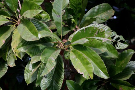 Kaziranga Dec 14 1337