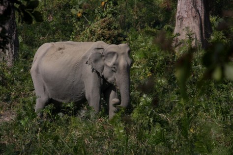 Kaziranga Dec 14 1385