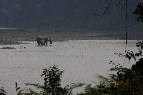Kaziranga Dec 14 1396