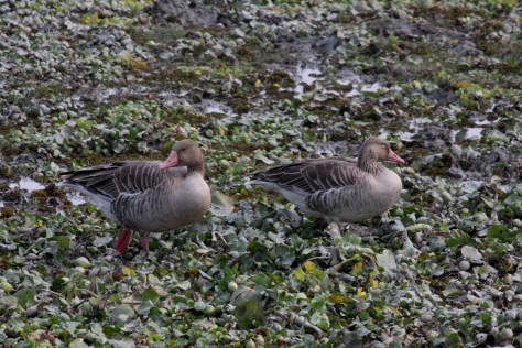 Kaziranga Dec 14 1488