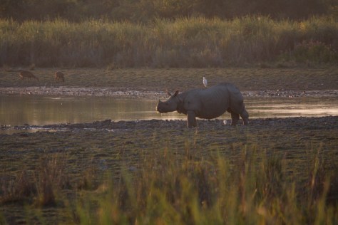 Kaziranga Dec 14 245