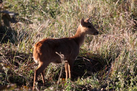 Kaziranga Dec 14 326