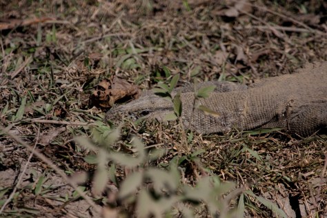 Kaziranga Dec 14 534