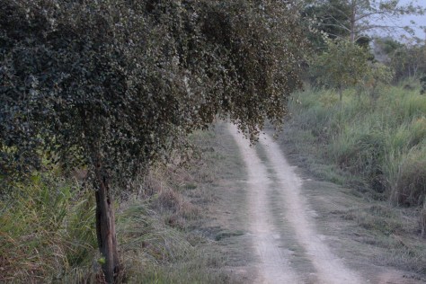 Kaziranga Dec 14 641