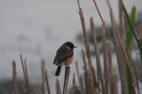 Kaziranga Dec 14 672