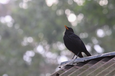 Kaziranga Dec 14 819