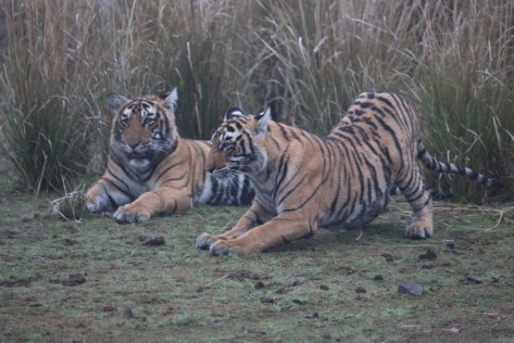 Ranthambore Day 1 AM 141