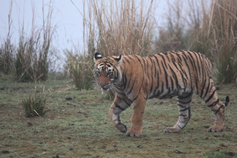 Ranthambore Day 1 AM 152