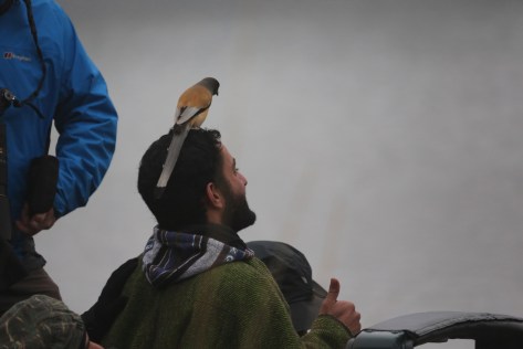 Ranthambore Day 1 AM 364