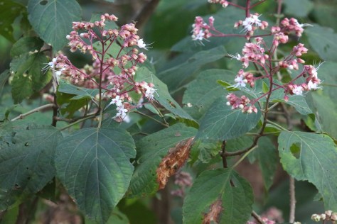 Corbett Apr 15 1 002