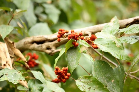 Corbett Apr 15 1 056