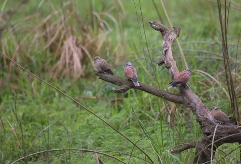 Corbett Apr 15 3 044