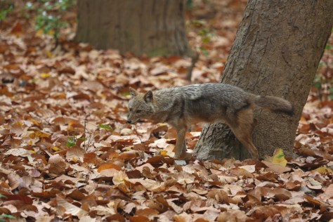 Corbett Apr 15 3 164