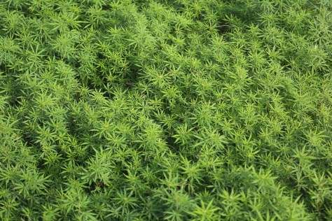 Corbett Apr 15 3 331