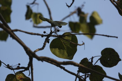 Corbett Apr 15 3 338