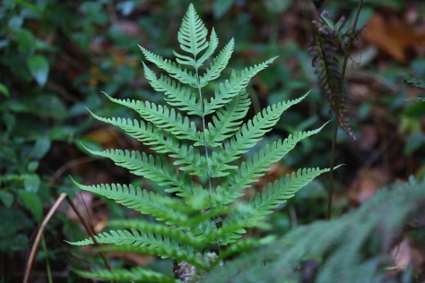 Corbett Apr 15 4 007