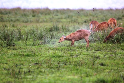 Corbett Apr 15 4 110