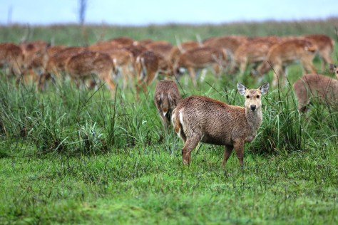 Corbett Apr 15 4 153