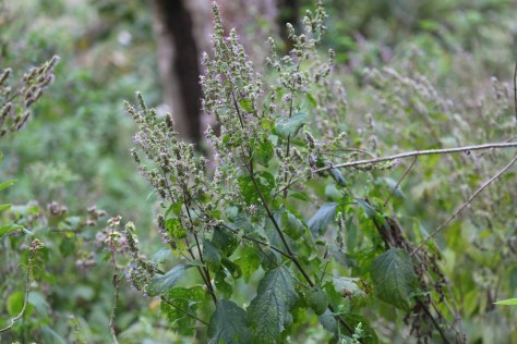 Corbett Apr 15 5 015