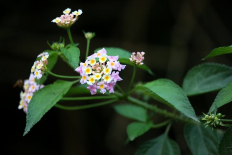 Corbett Apr 15 5 026