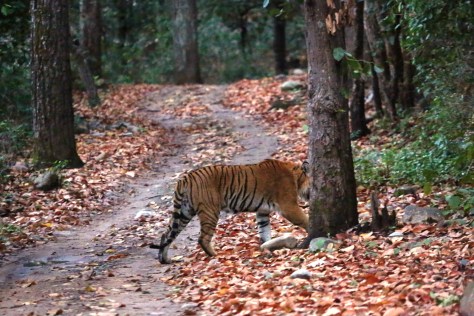 Corbett Apr 15 5 032