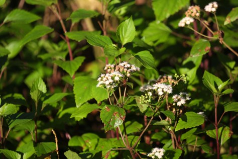 Corbett Apr 15 5 052