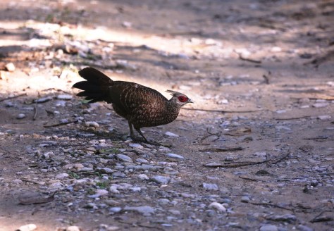 Corbett Apr 15 5 087