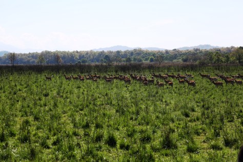 Corbett Apr 15 5 145