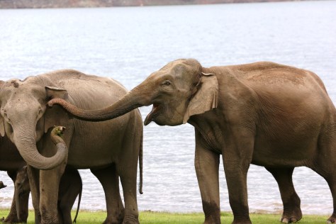 Corbett Apr 15 8 017