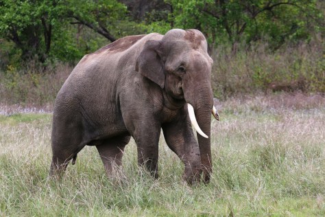 Corbett Apr 15 8 054