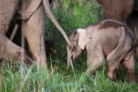 Corbett Apr 15 8 186