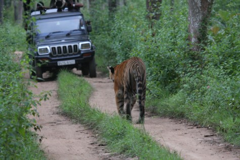 Bandipur Aug 15 126